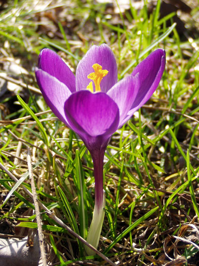 krokus3